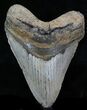 Large Megalodon Tooth - North Carolina #32823-1